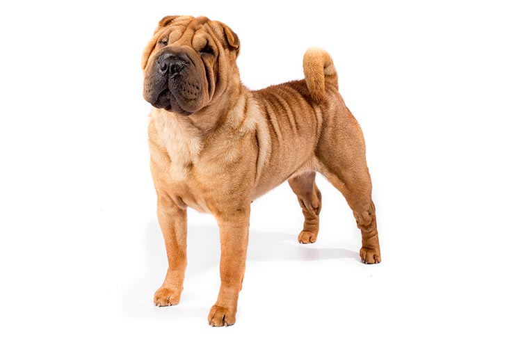 تصویر چاینیز شارپی (Chinese Shar-Pei)